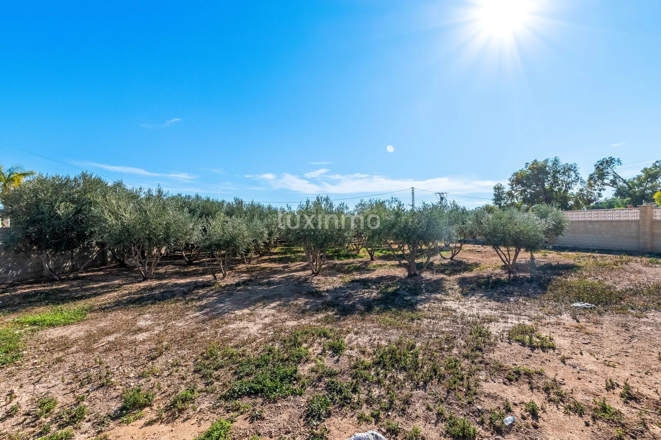 Finca en Muchamiel con huerto de olivos en venta — photo 32