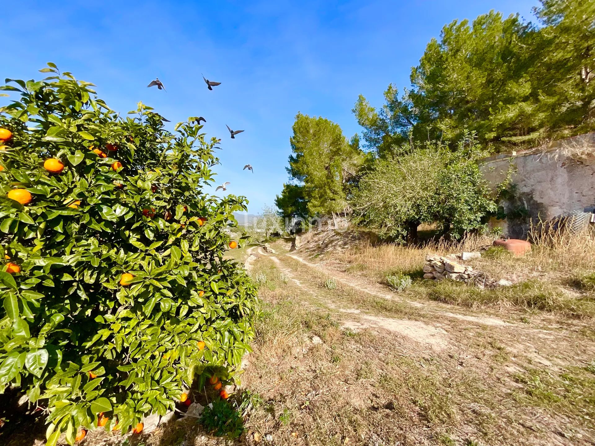 100 jaar oude finca die gerenoveerd moet worden in het idyllische platteland van San Rafael, Ibiza — photo 6