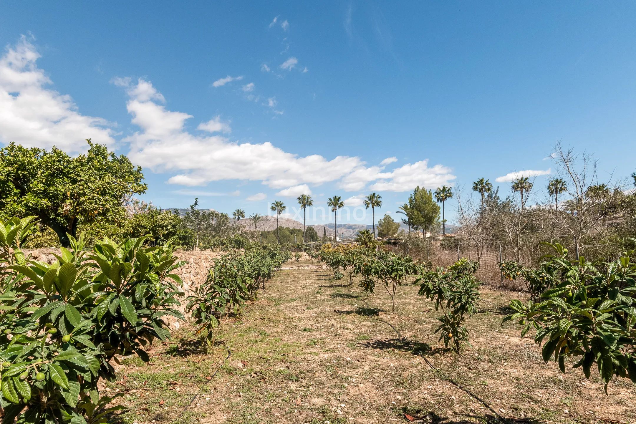 Charmant rustiek huis met veel grond te koop in La Nucia — photo 28