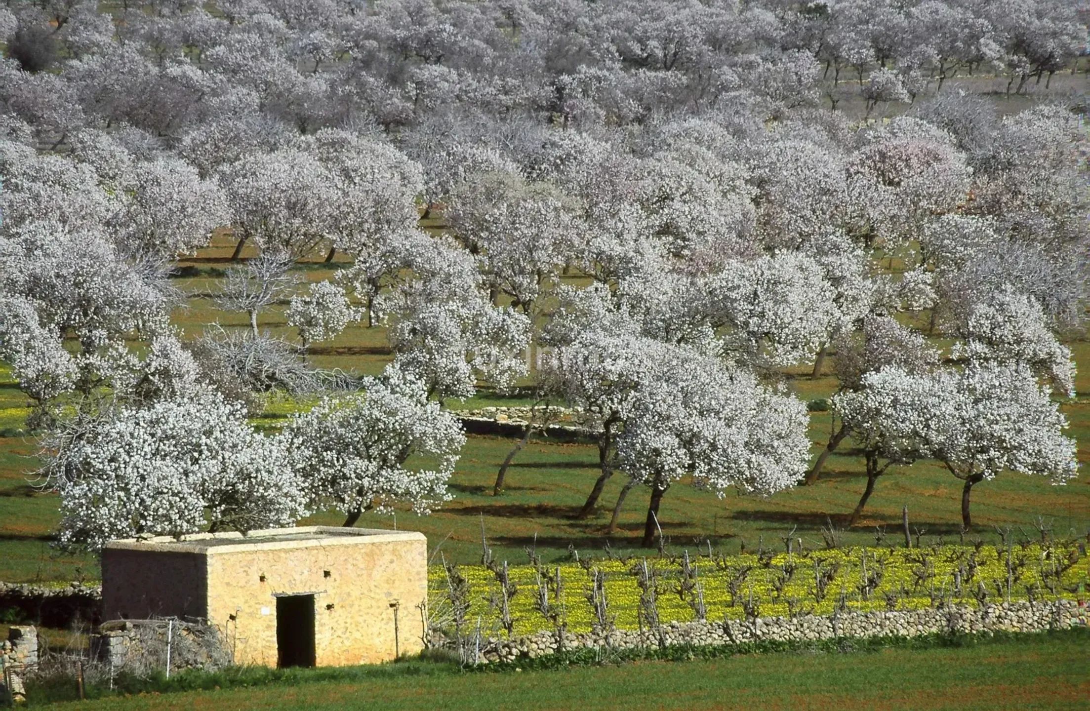 Zeer Charmant Ibicenco Finca Huis in Santa Agnes-Sant Mateu — photo 44