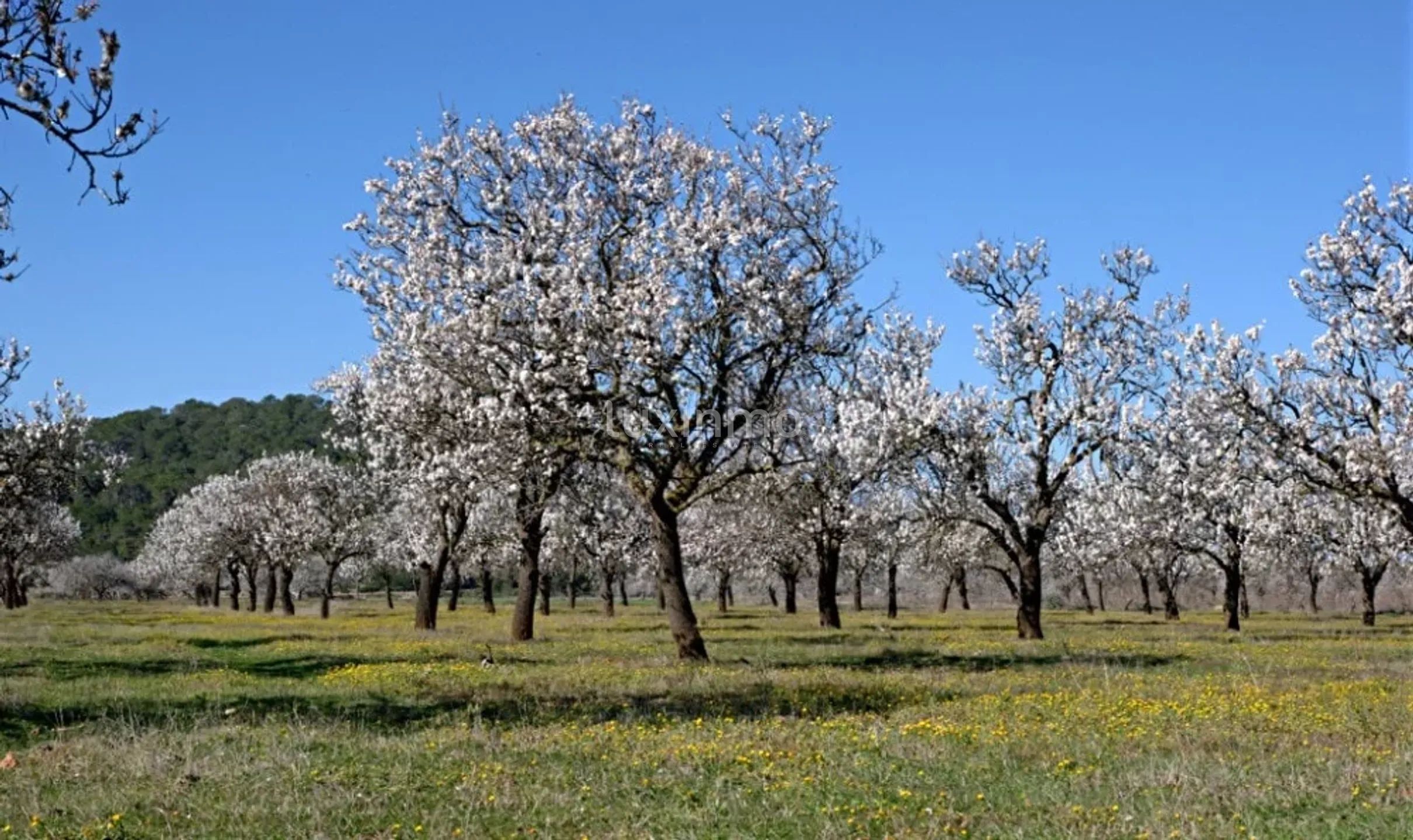 Encantadora Finca Ibicenca en Santa Agnes-Sant Mateu — photo 35