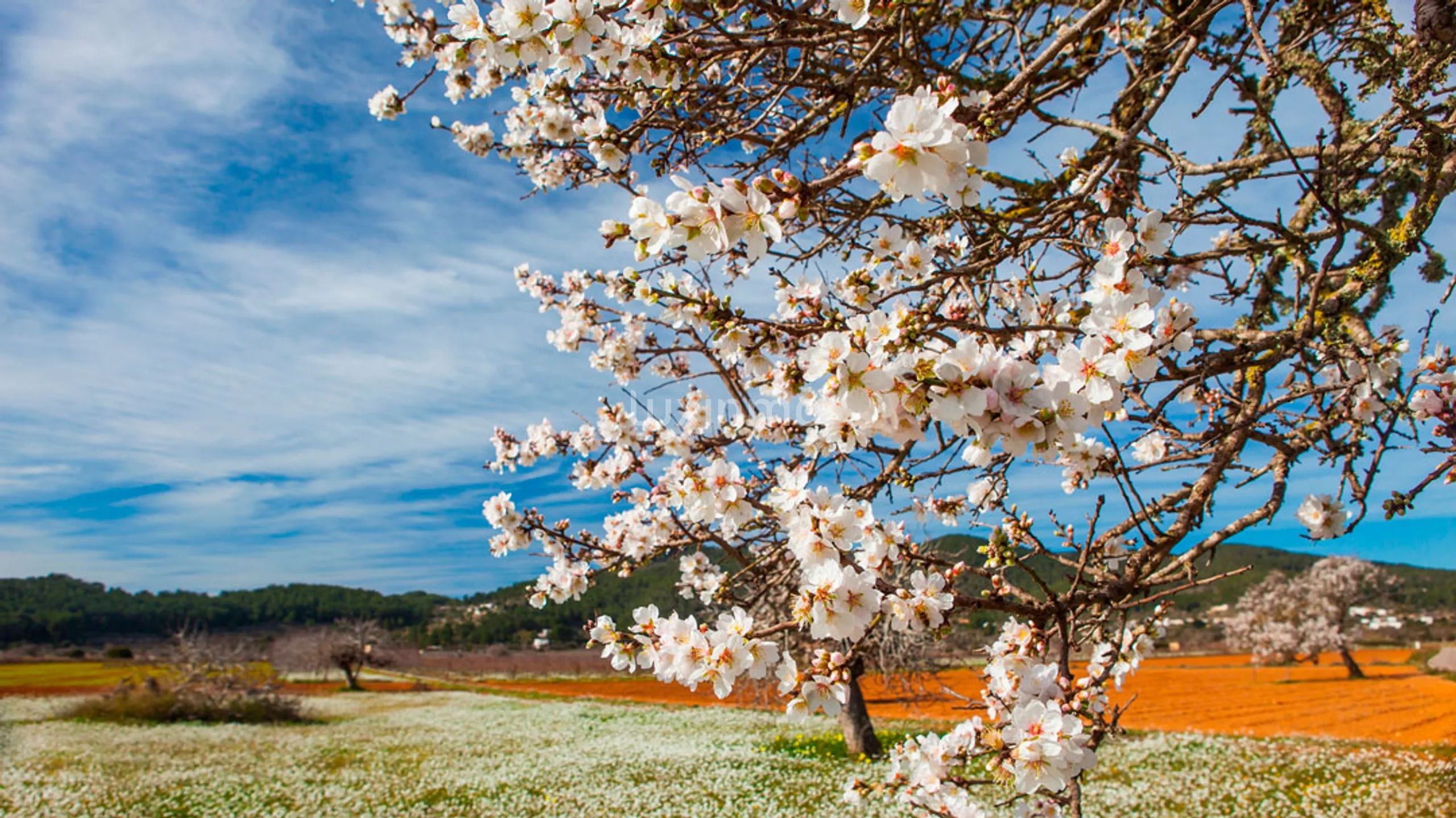 Encantadora Finca Ibicenca en Santa Agnes-Sant Mateu — photo 45