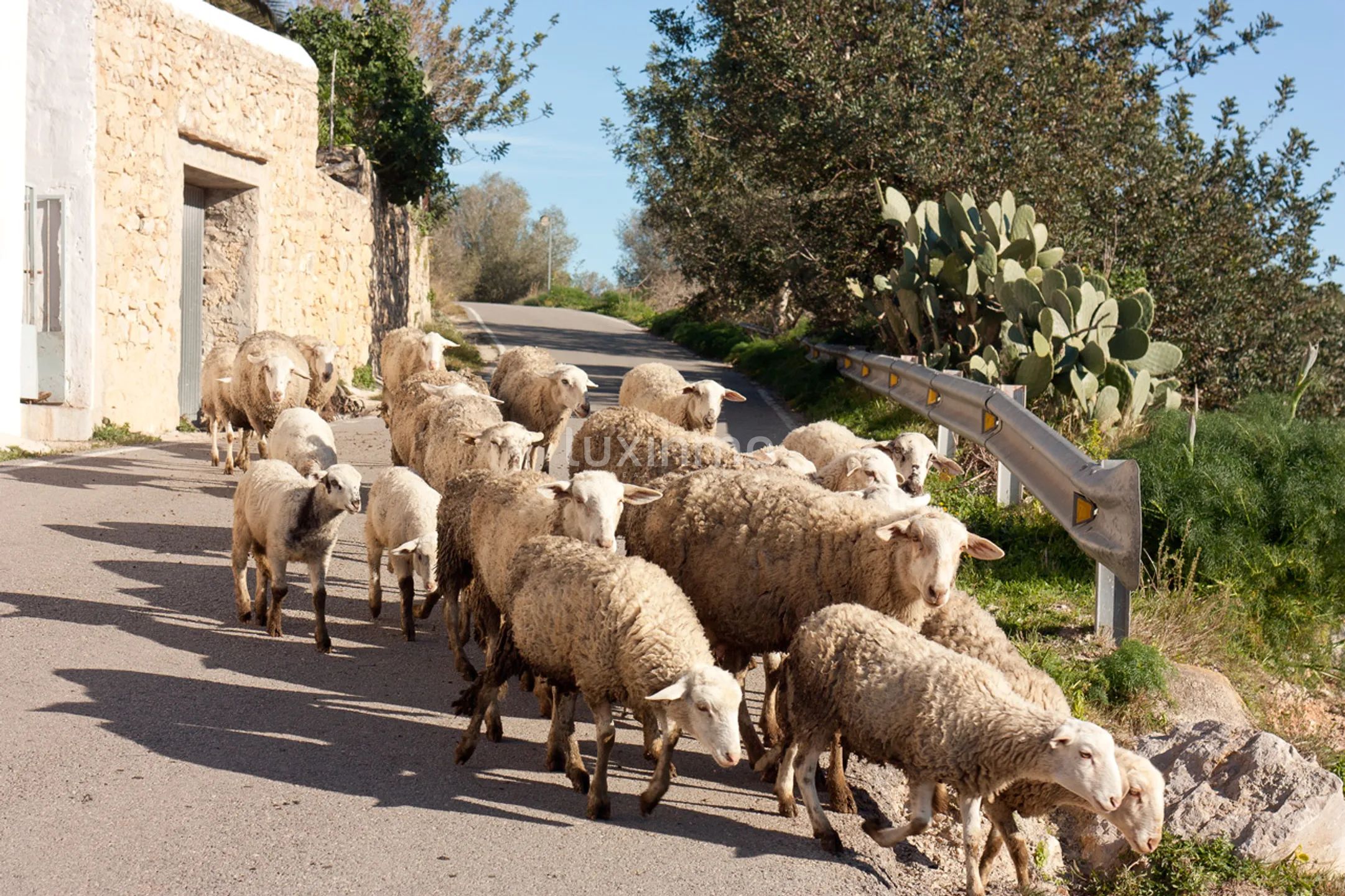 Zeer Charmant Ibicenco Finca Huis in Santa Agnes-Sant Mateu — photo 42