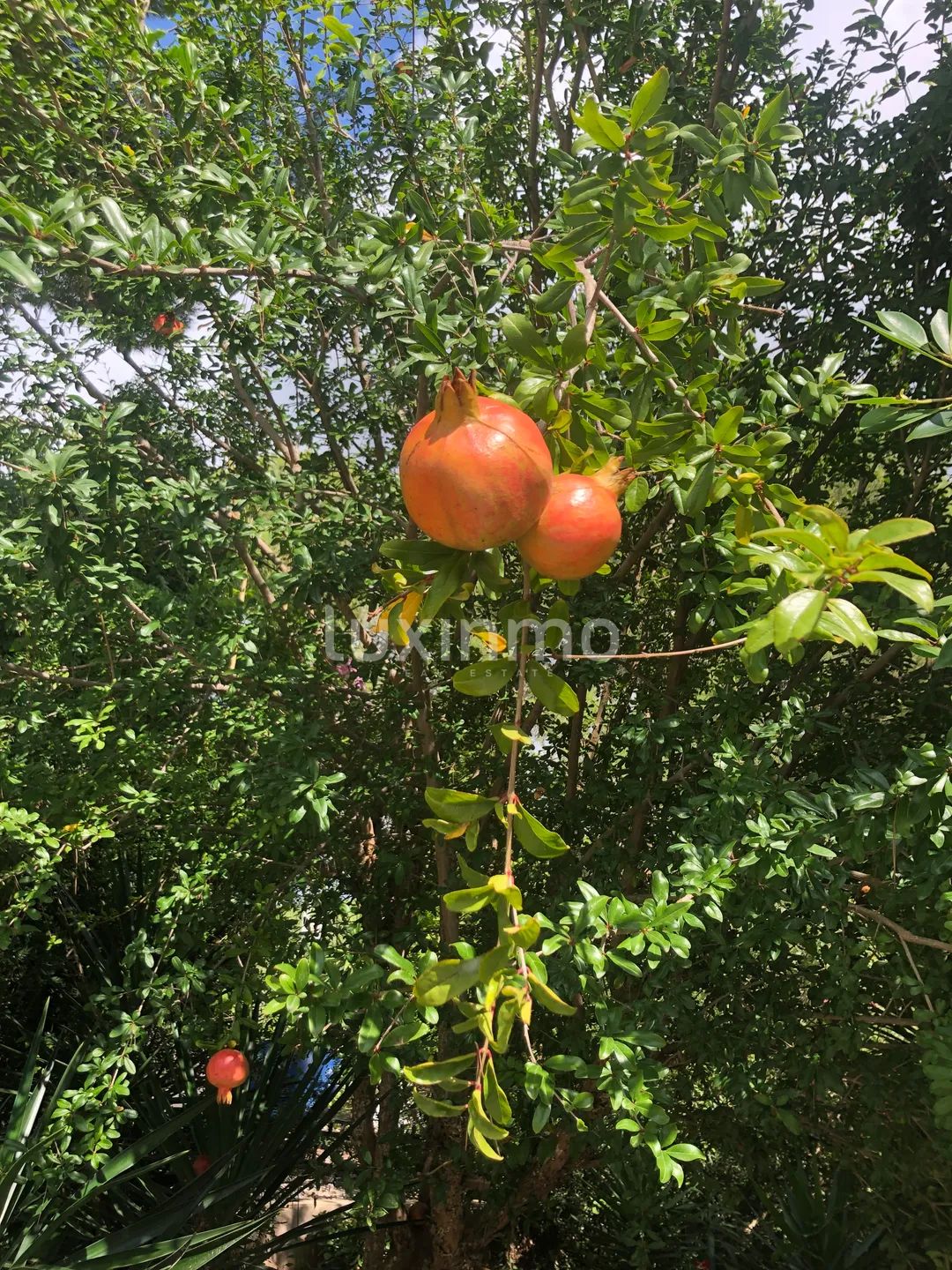 Traditional Ibicenco House with Modern Style - Prime Rental Opportunity — photo 19