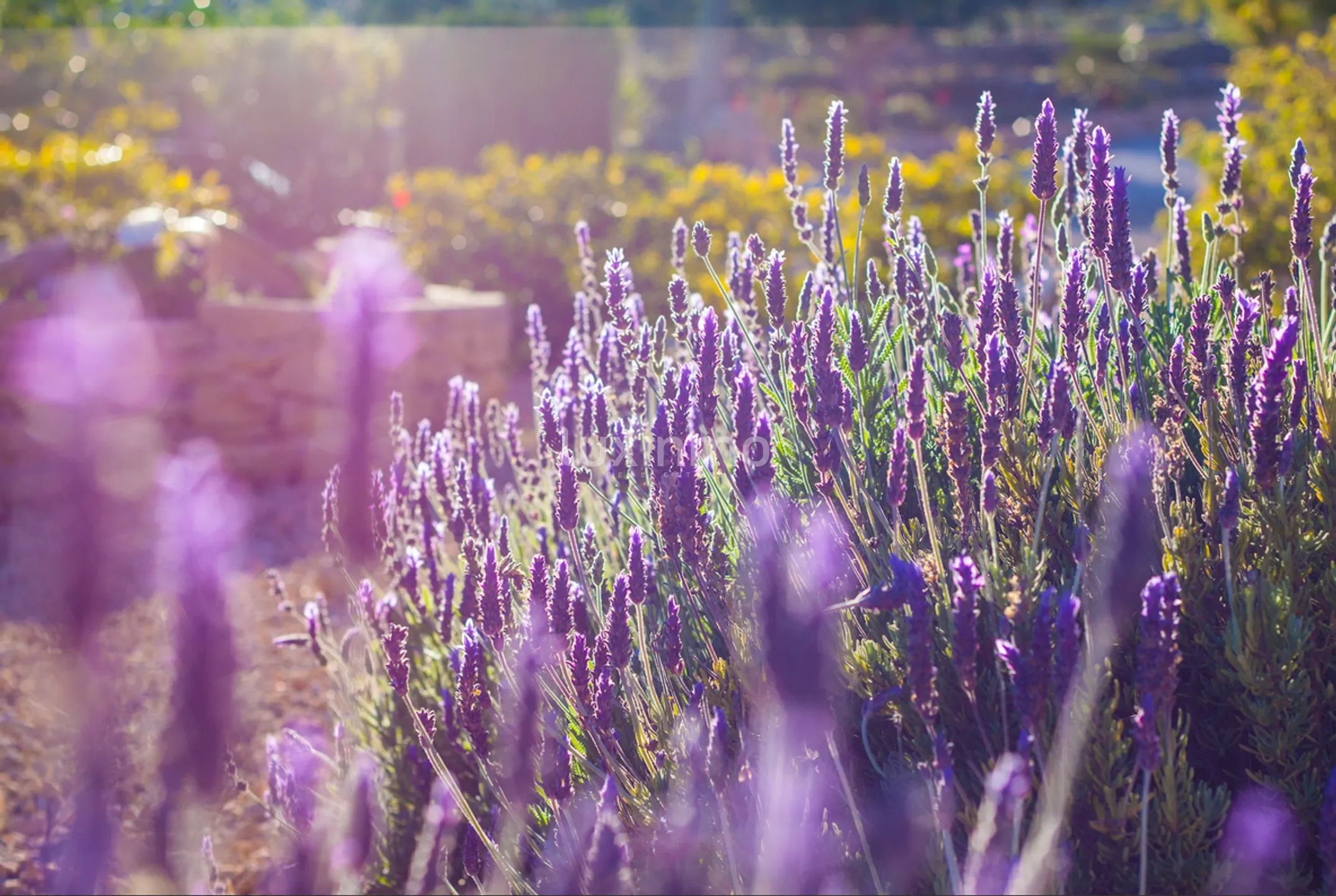 Śródziemnomorska finca z domkami gościnnymi i panoramicznym widokiem — photo 13