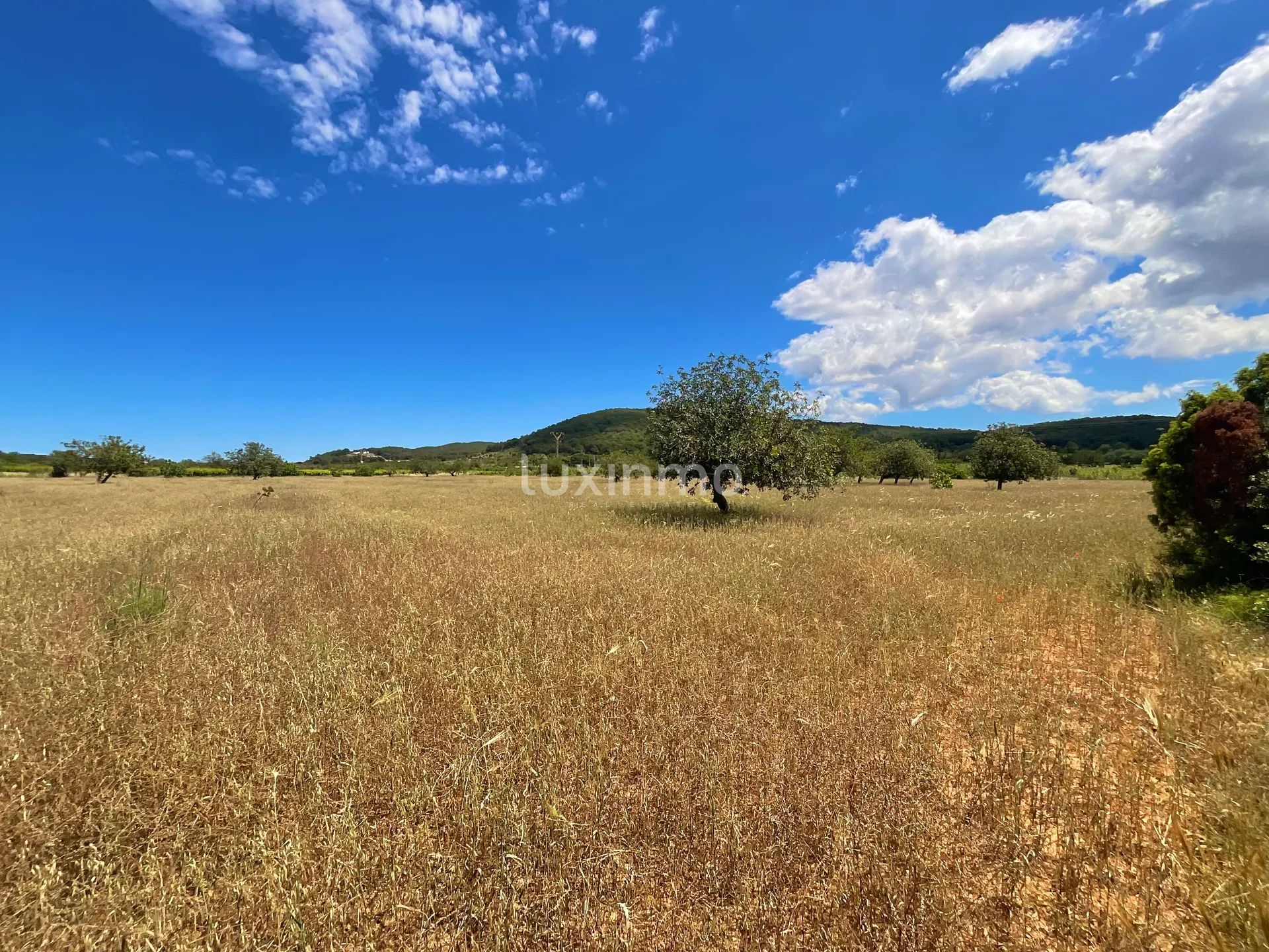 Exclusive Rustic Plot of land near Morna School -  Santa Gertrudis, Ibiza — photo 9