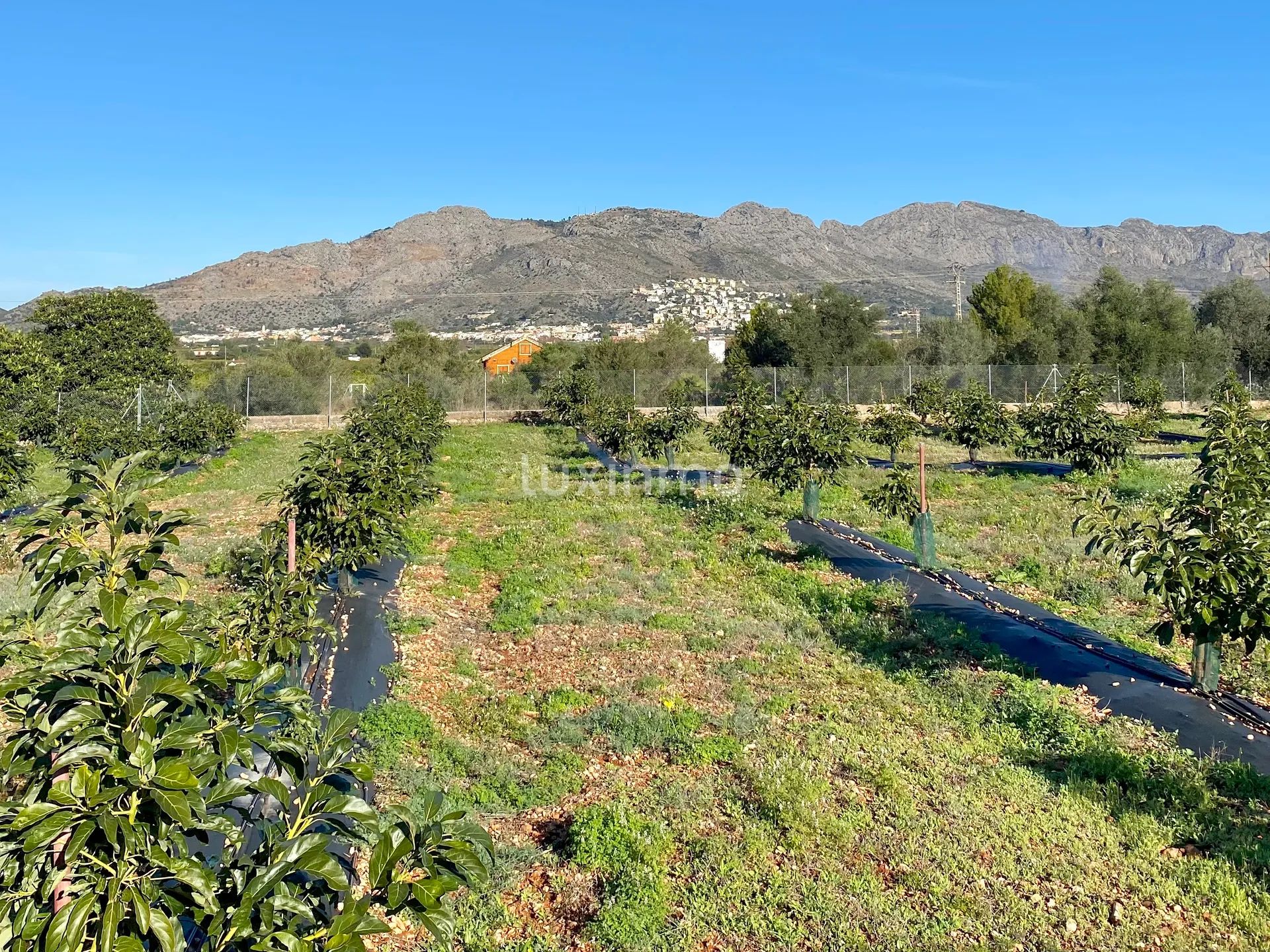 Exclusive Country Estate with Private Pool and Expansive Grounds in Benidoleig — photo 5